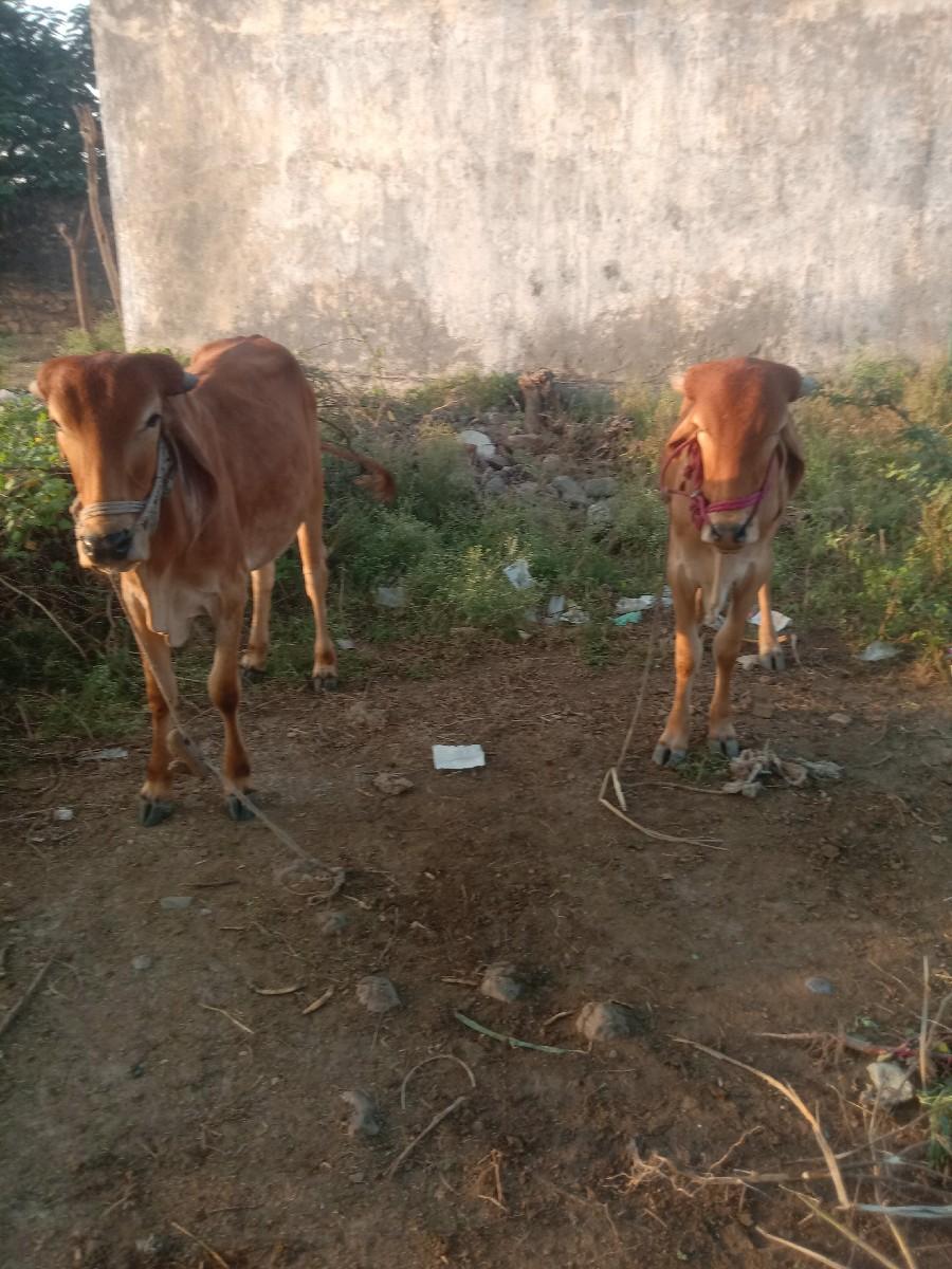 થંબનેલ 3