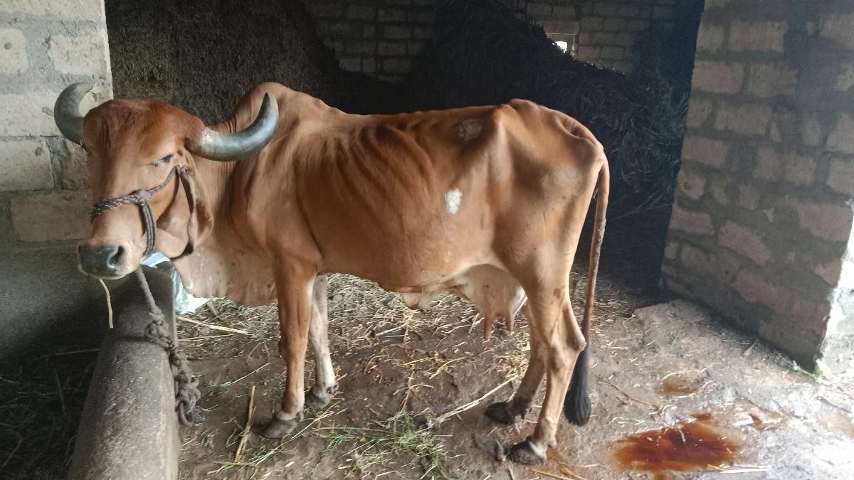 ગાય વેચવાની છે