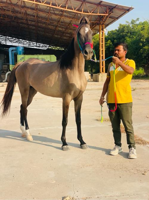 થંબનેલ 3