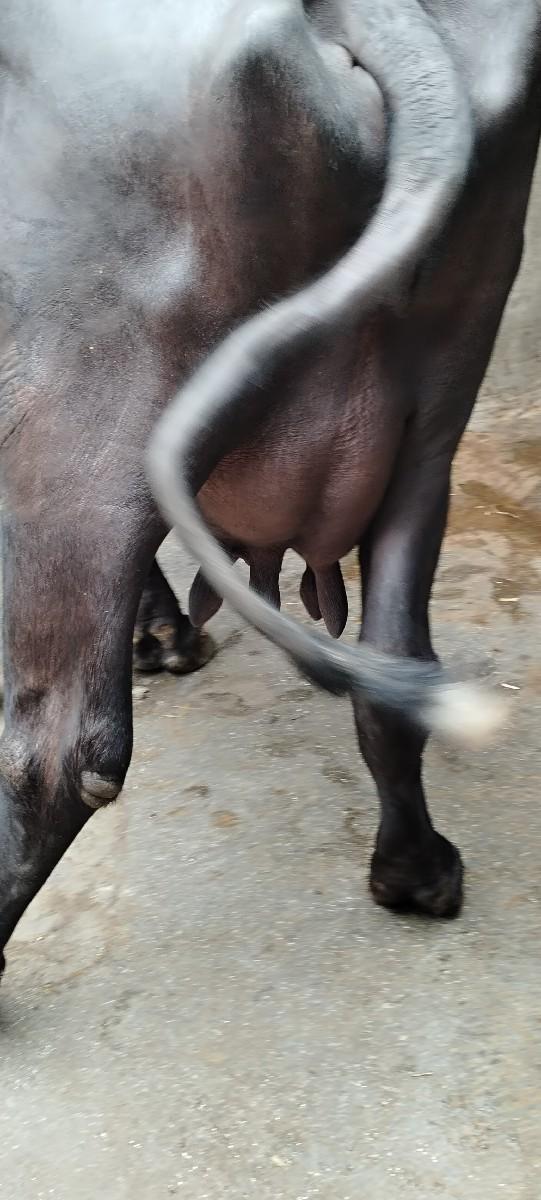 થંબનેલ 3