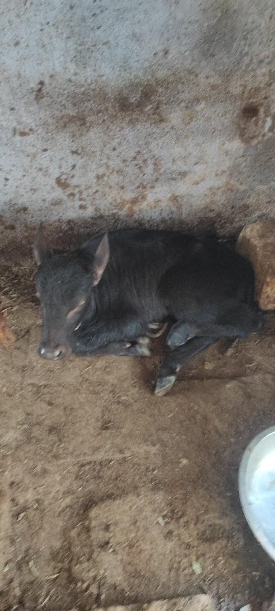 ખડાઈ વેચવાની છે