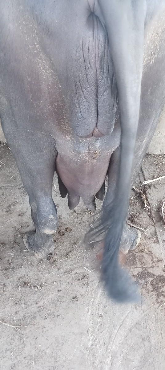 ભેંસ વેચવાની છે