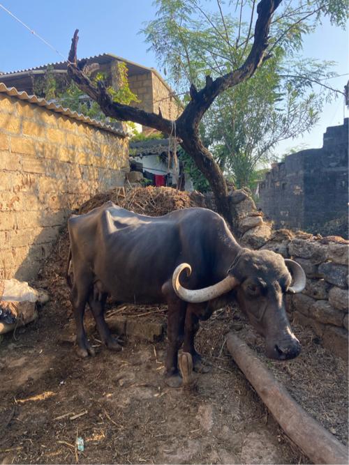 થંબનેલ 2