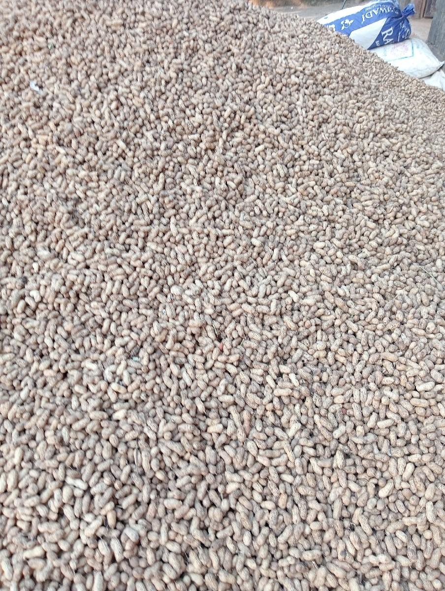 જિ 20 માડવી 
બિયારણ વેચાવ