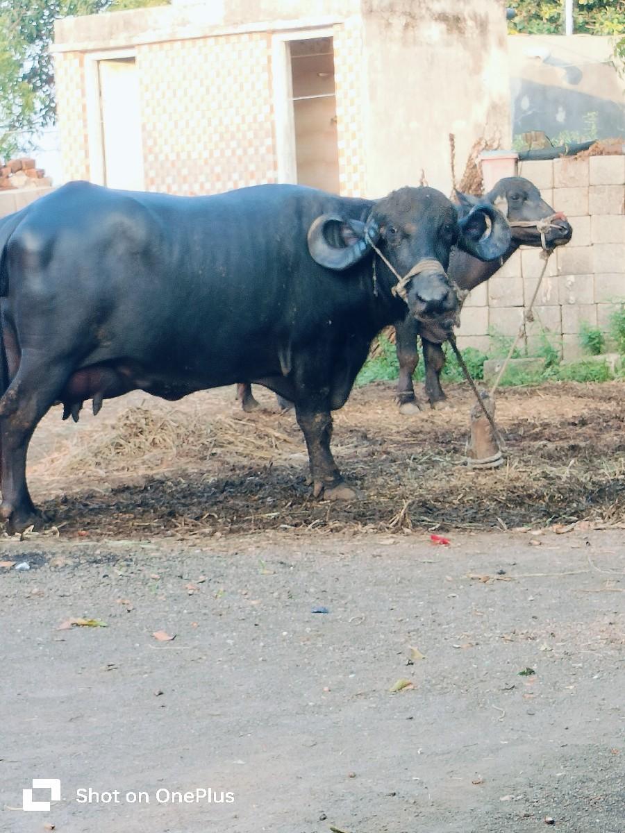 થંબનેલ 2