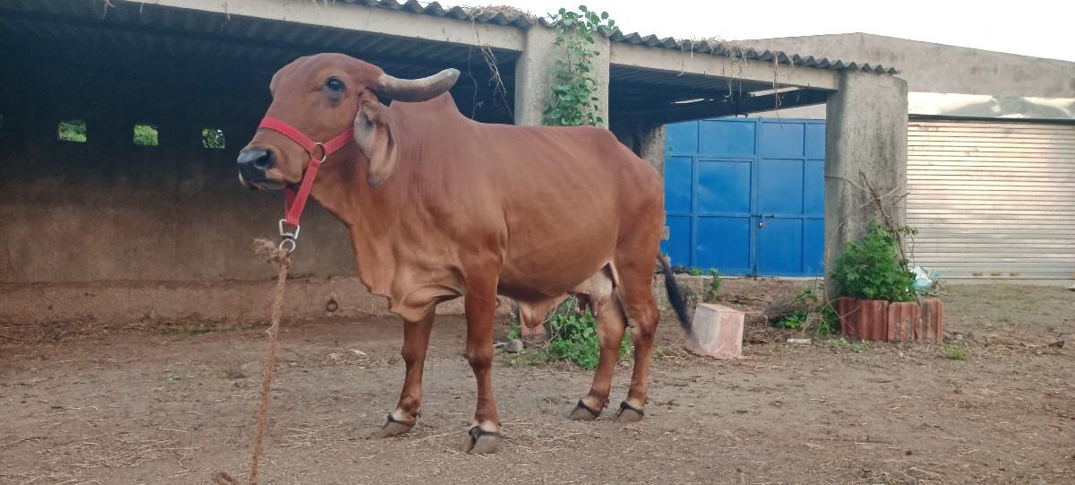 થંબનેલ 2