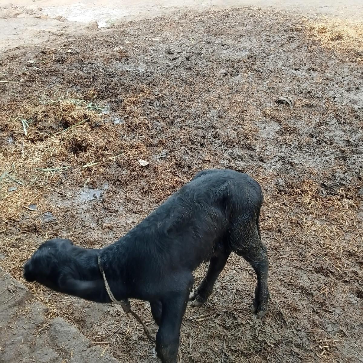 ભેસ વેસવા ની સે