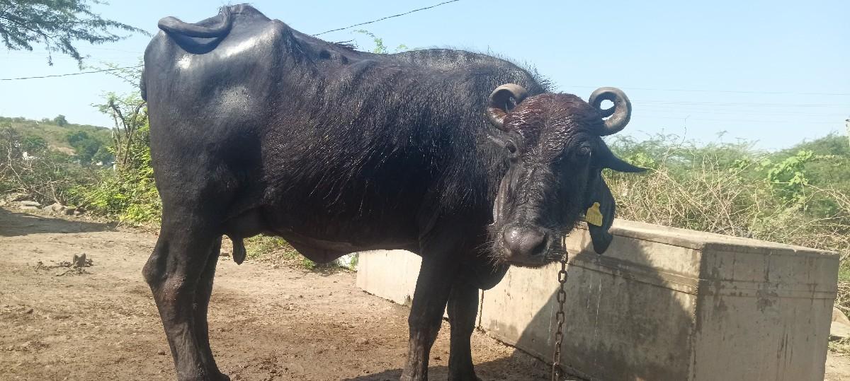 ભેંસ વેચવાની છે