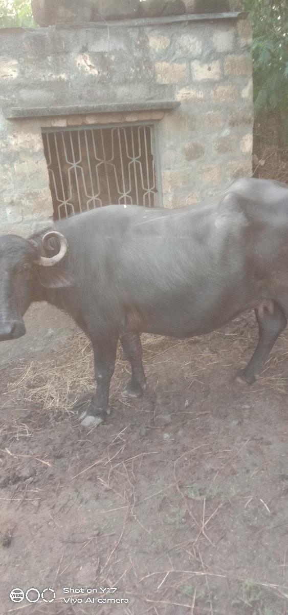 થંબનેલ 2