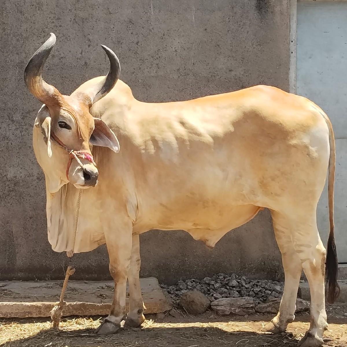 વેચવાનો છે