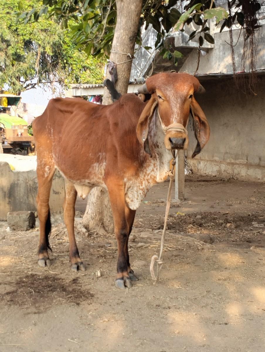 કીમત     7૦૦૦હજાર