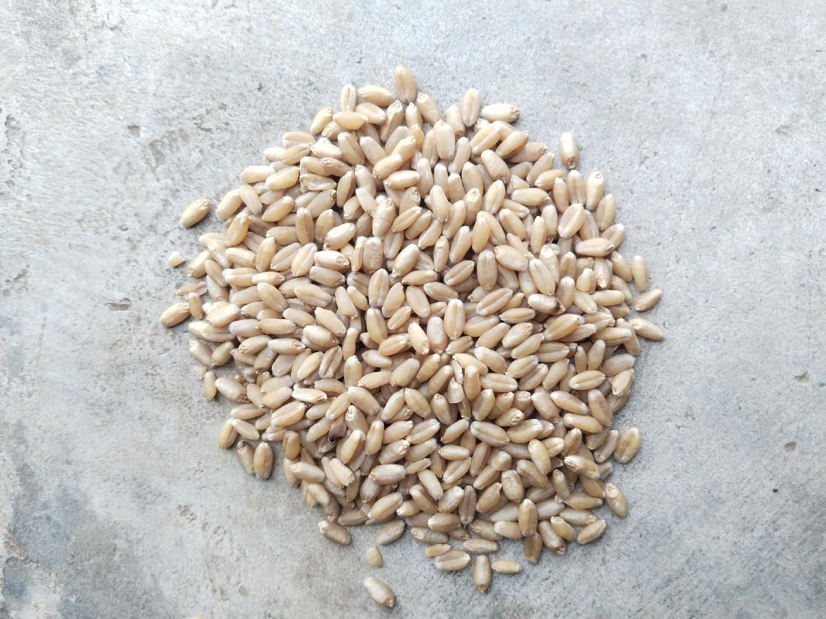 લોકવન ઘઉં વેચવાના છે