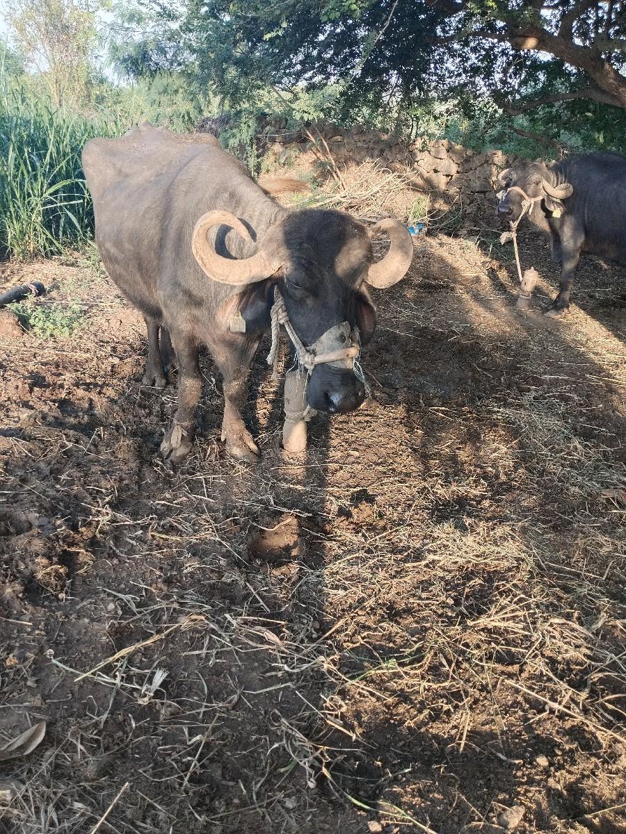 થંબનેલ 2