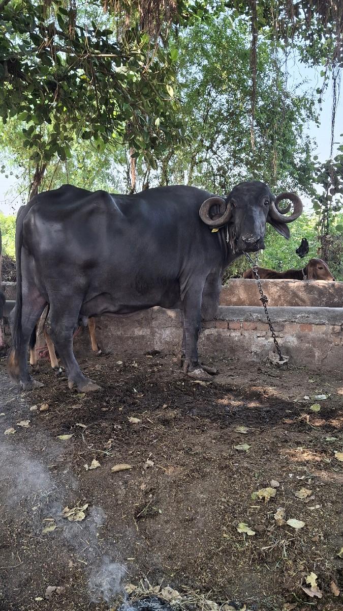 ભેંસ વેચવા ની છે