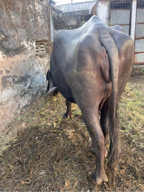 થંબનેલ 2