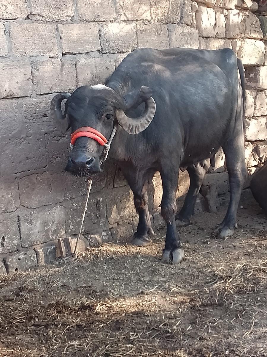 થંબનેલ 3