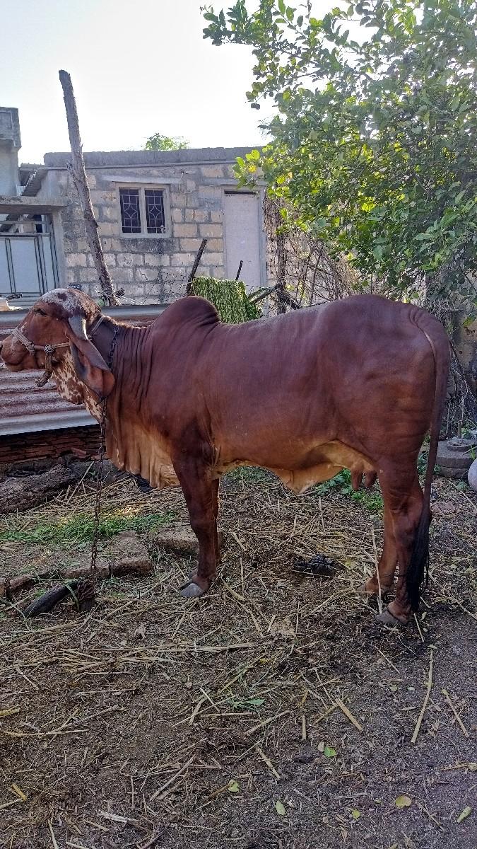 થંબનેલ 2