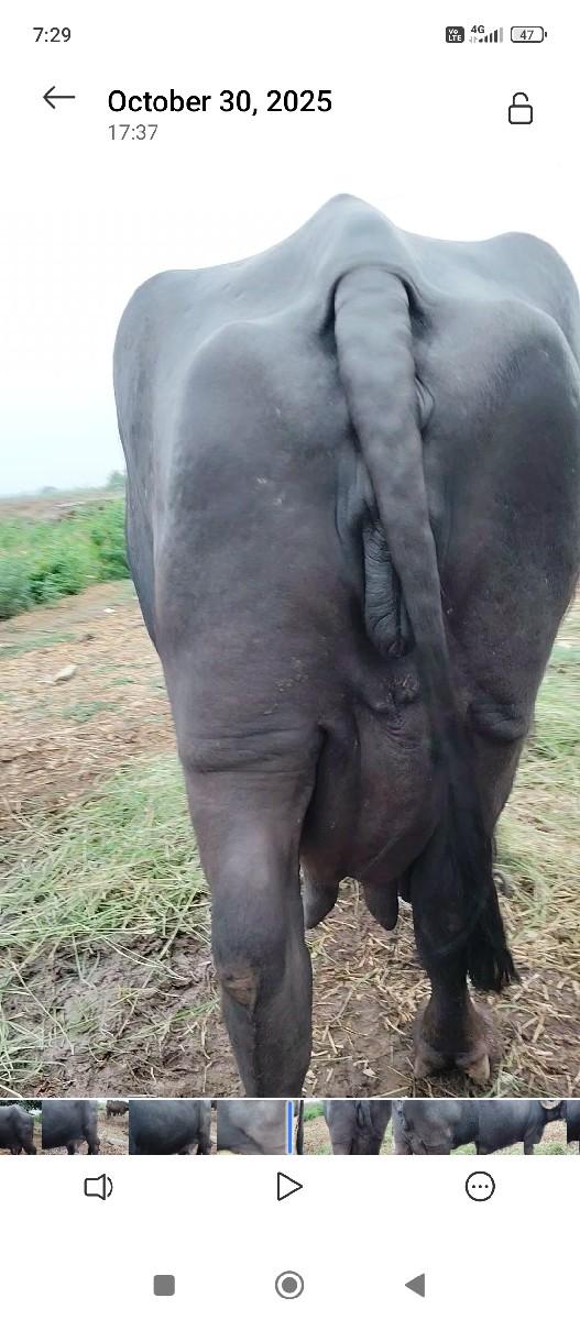 થંબનેલ 3