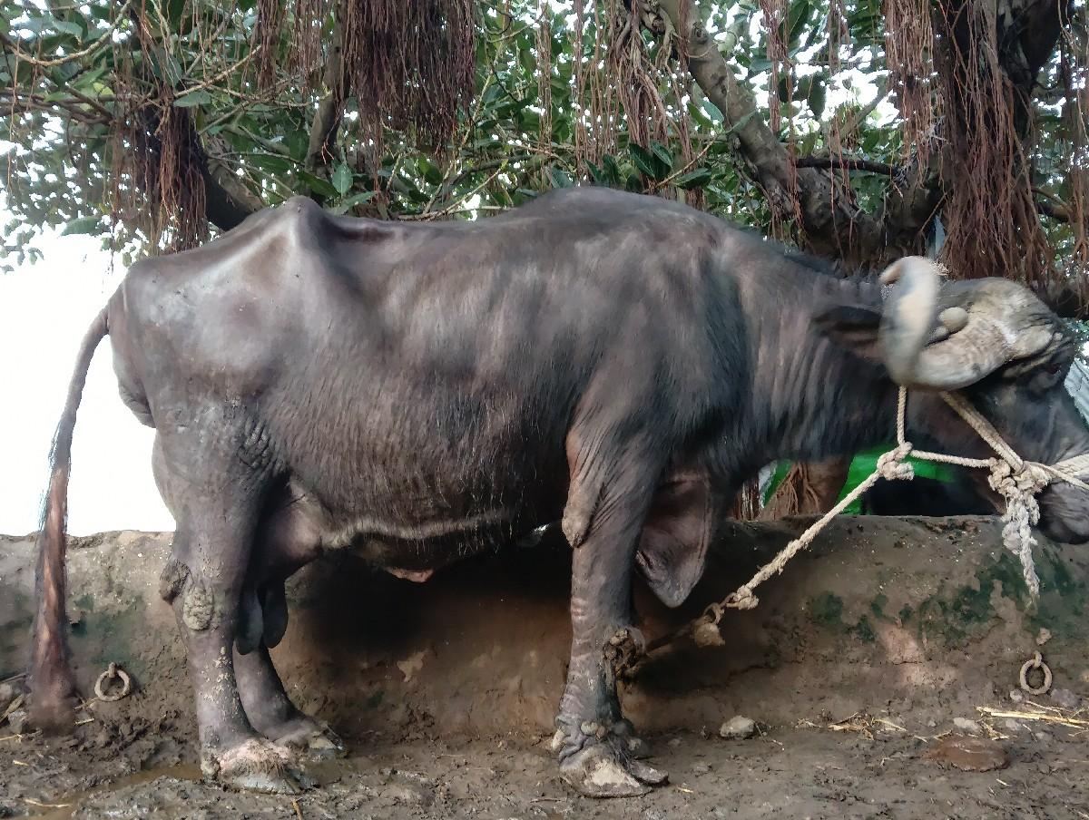 થંબનેલ 2