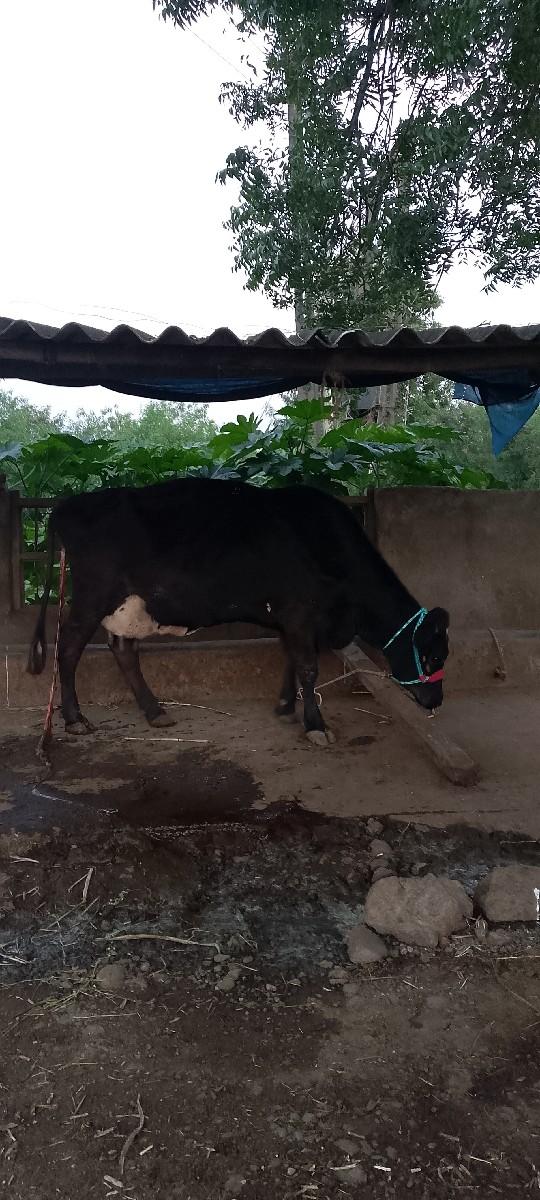 થંબનેલ 2