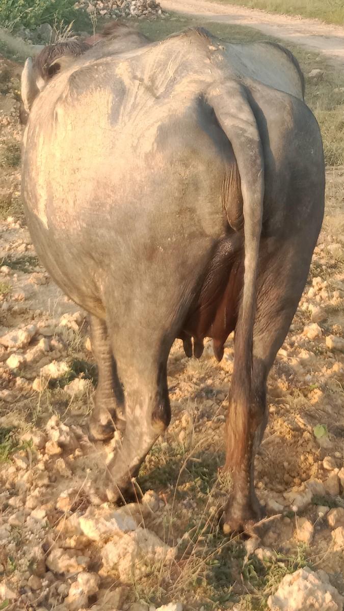 થંબનેલ 3