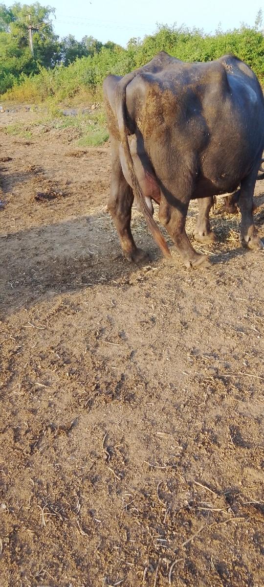 થંબનેલ 2