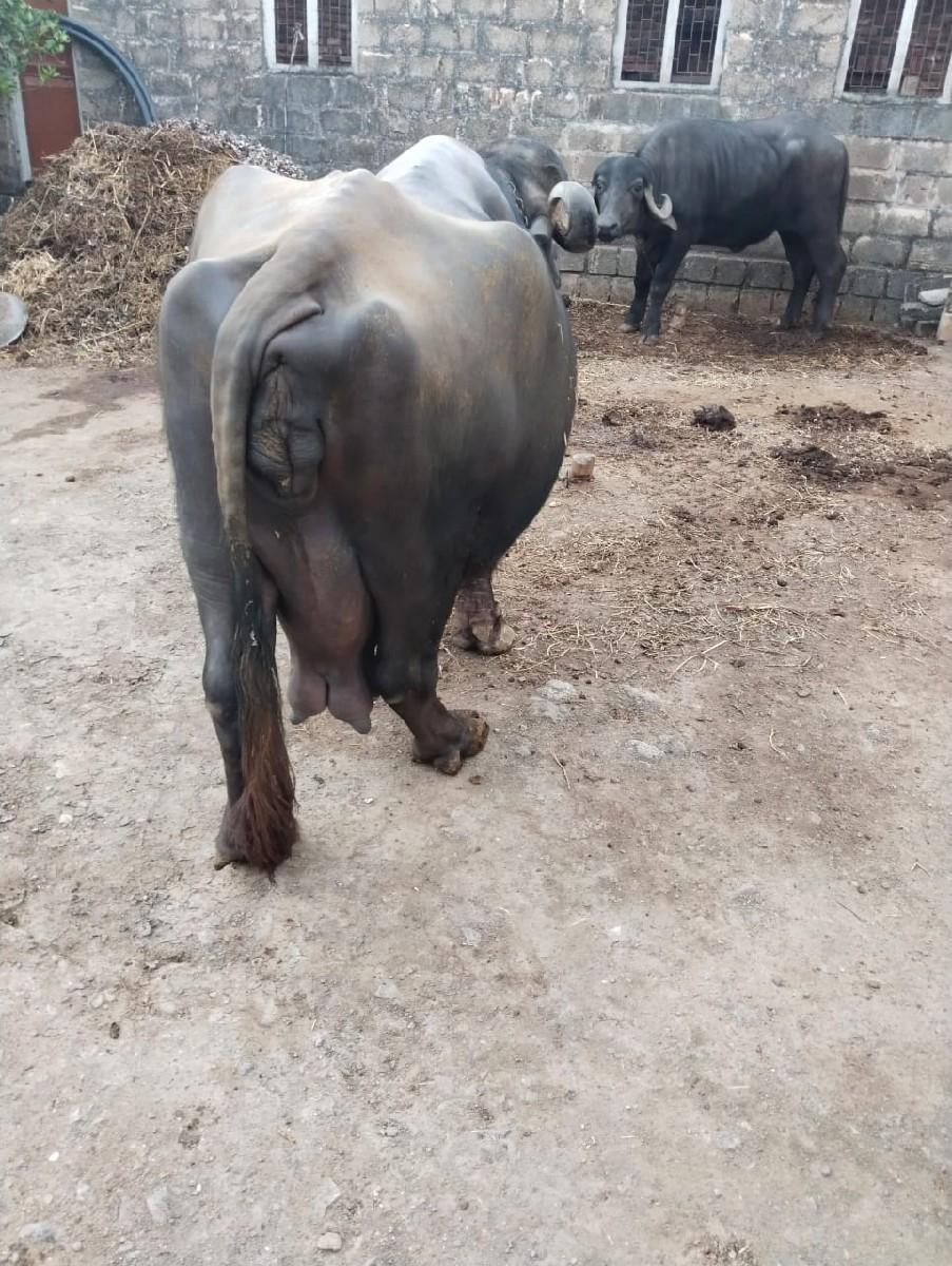 ભેંસ વેચવાની છે