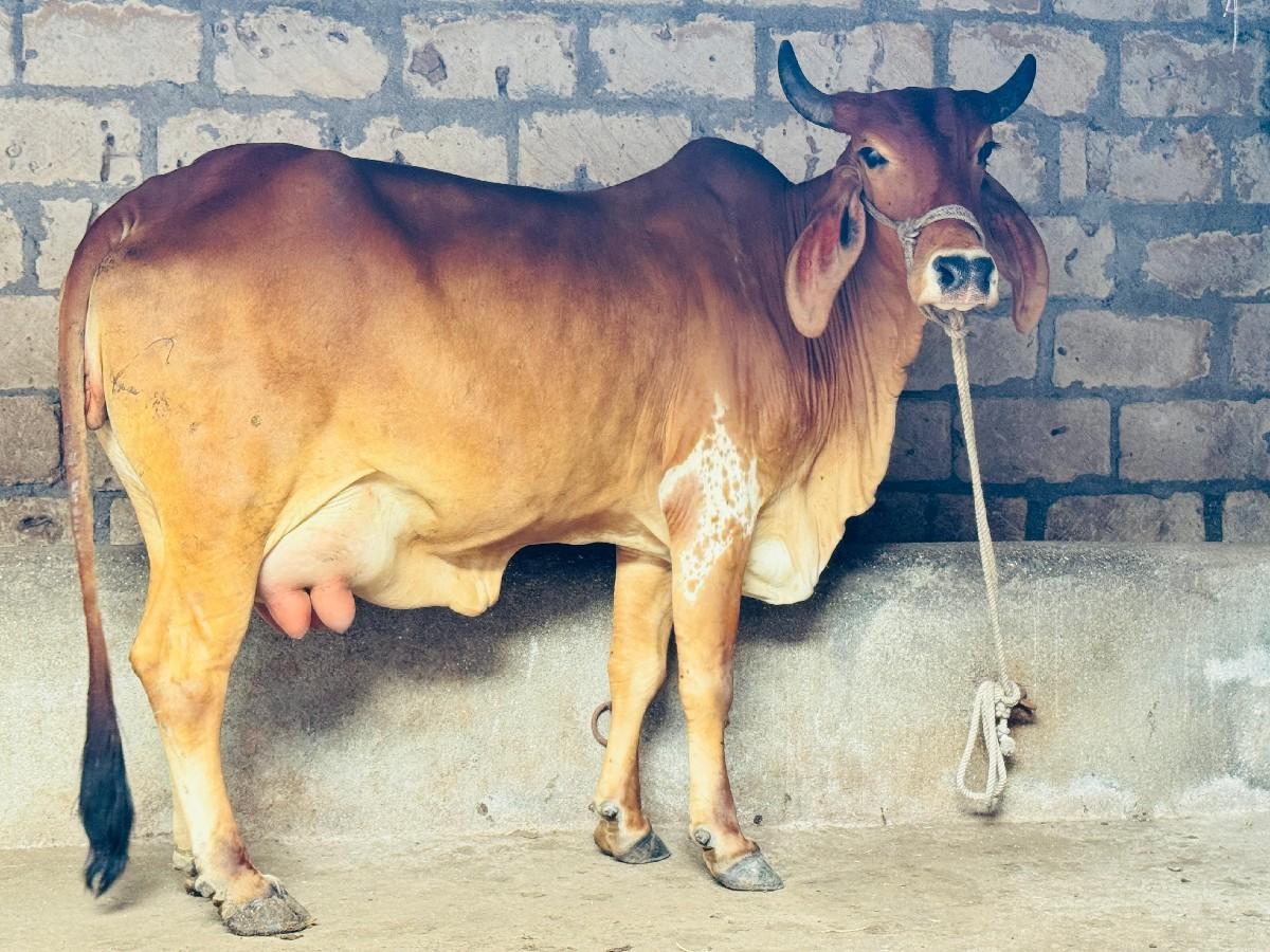 હોડકી વેચવાની છે