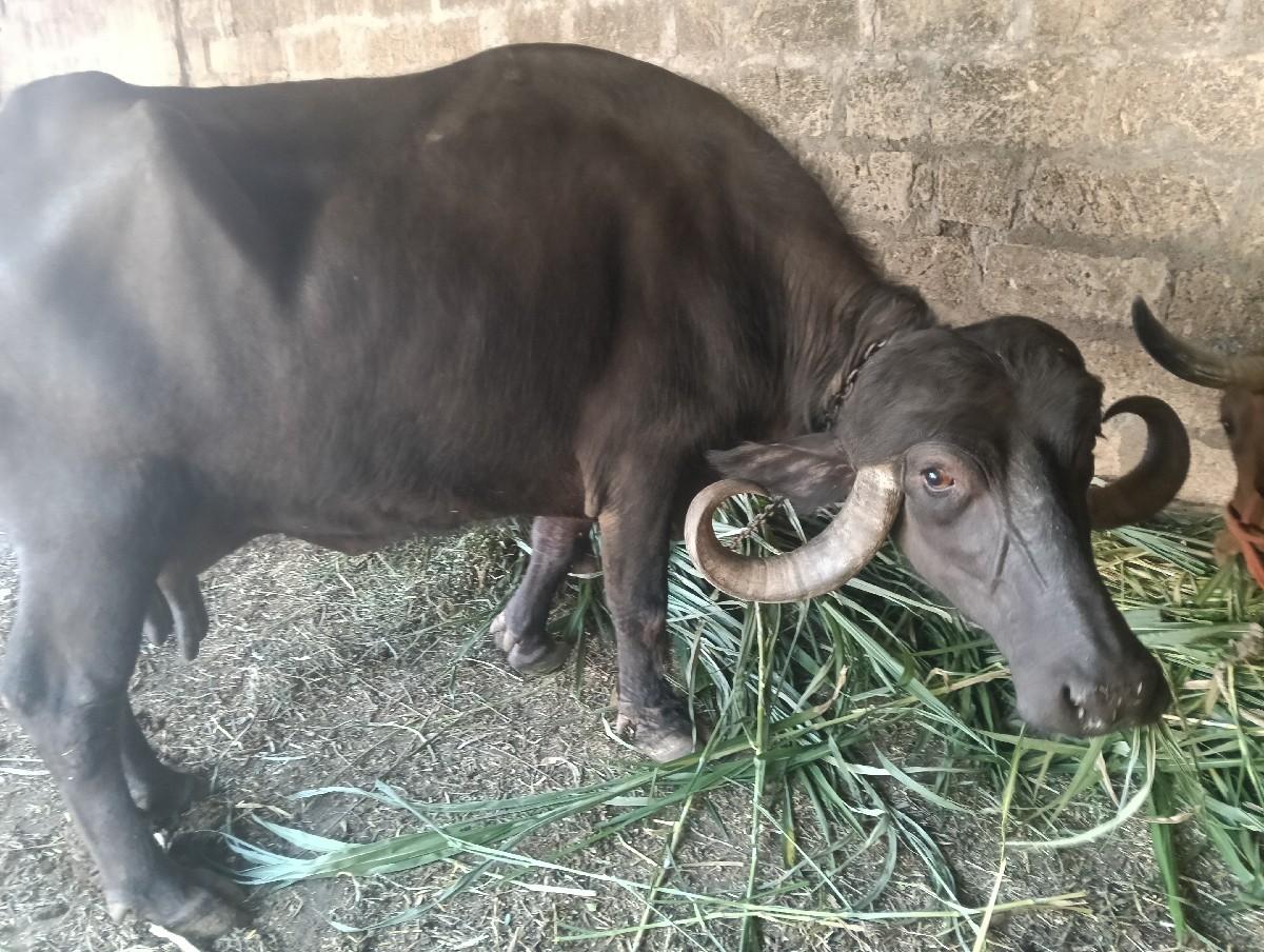 પારેટ ભેંસ વેચવાની છે