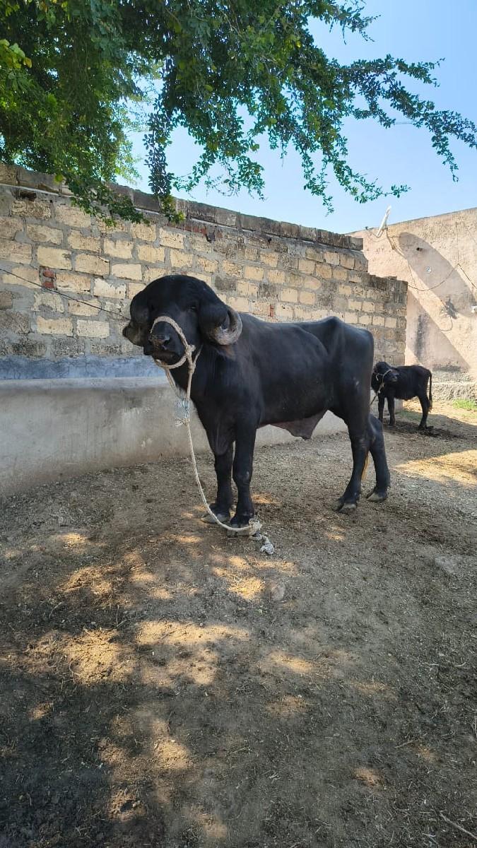 વેચાવાનુછે