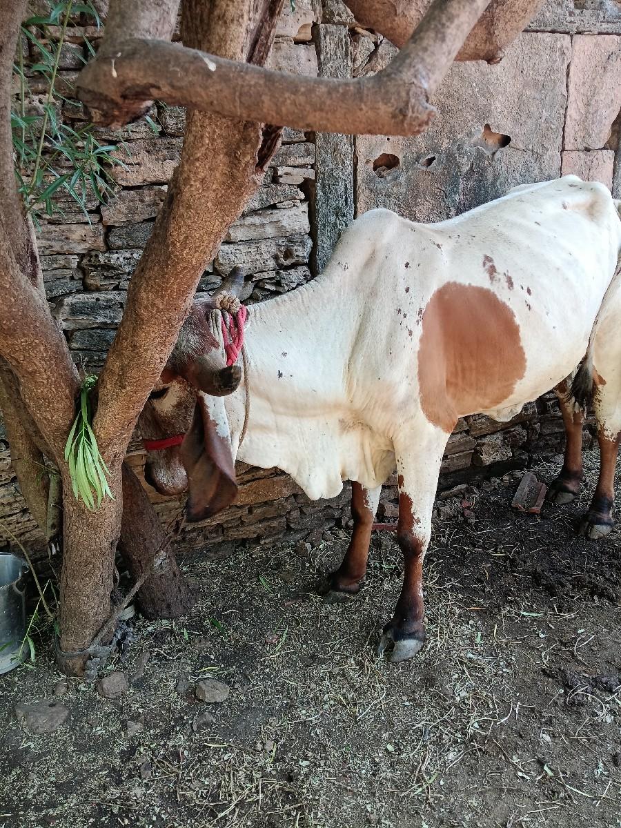 ગાય વેચવાની છે...