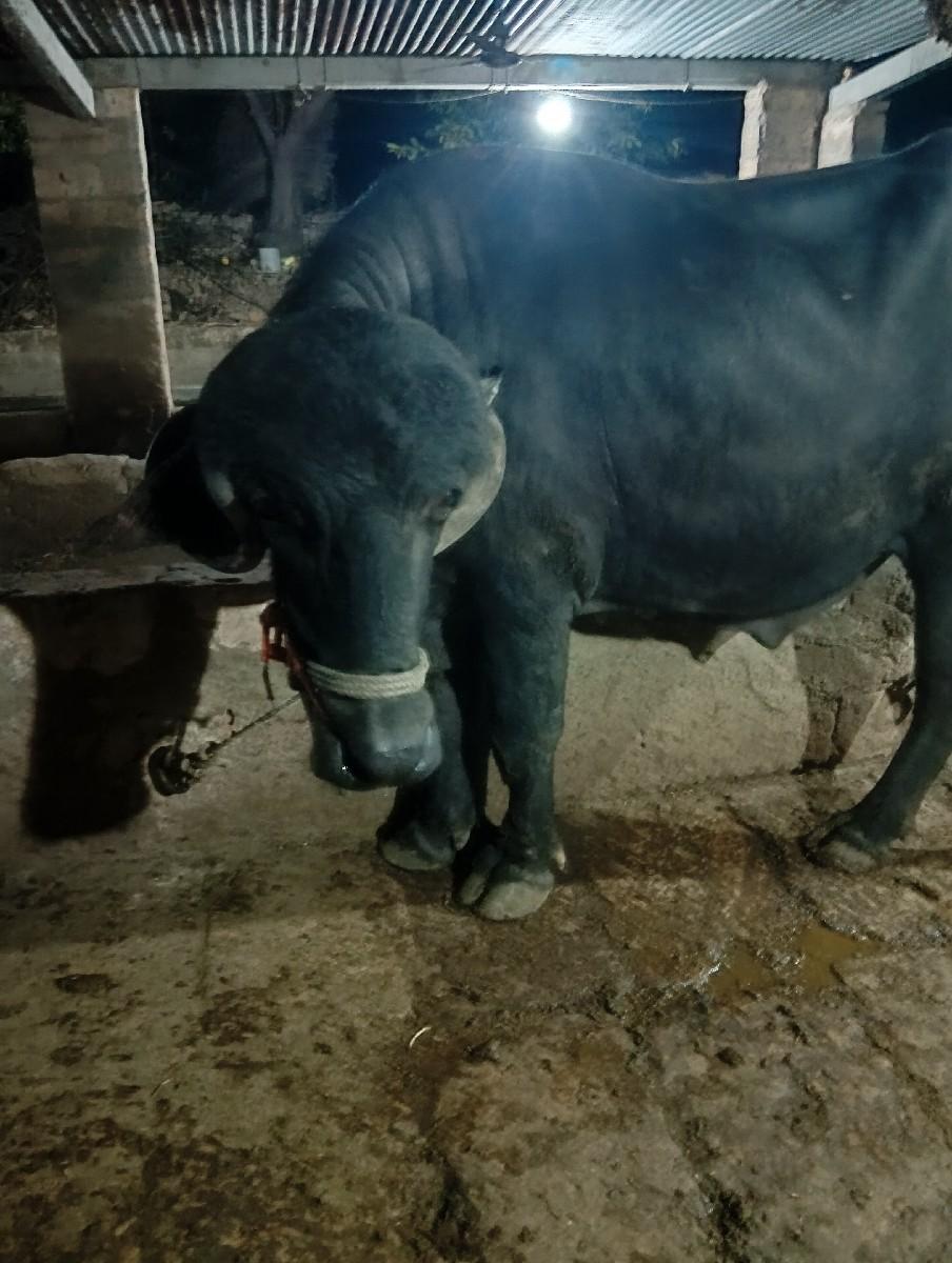 થંબનેલ 3