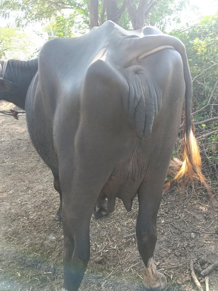 ખડેલી વેચવાની છે