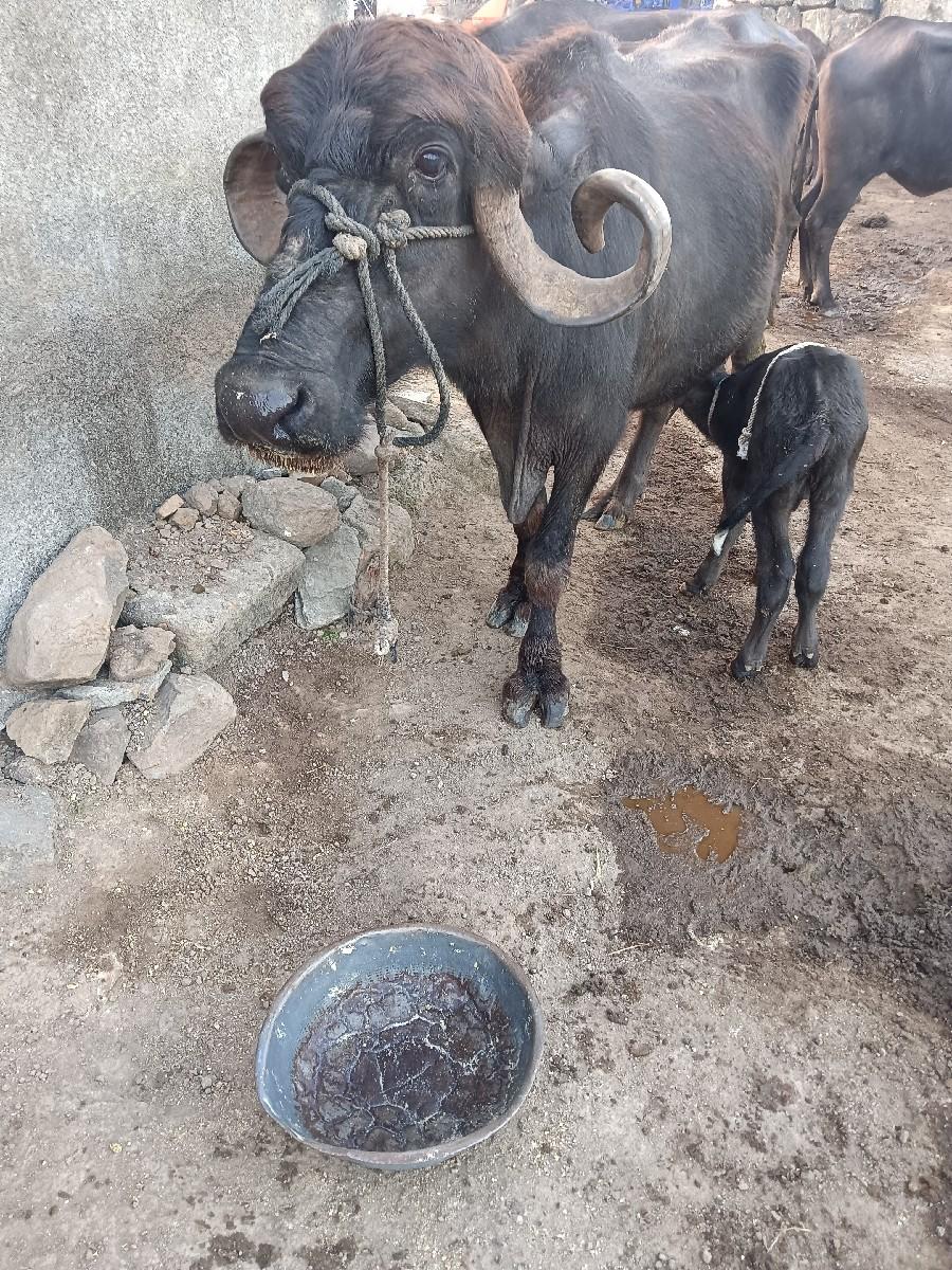 ભેંસ વેચવાની છે