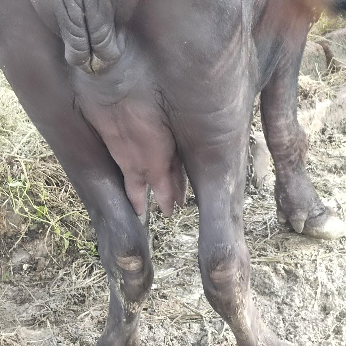 જાફરાબાદી ભેંસ વેચવાની છે