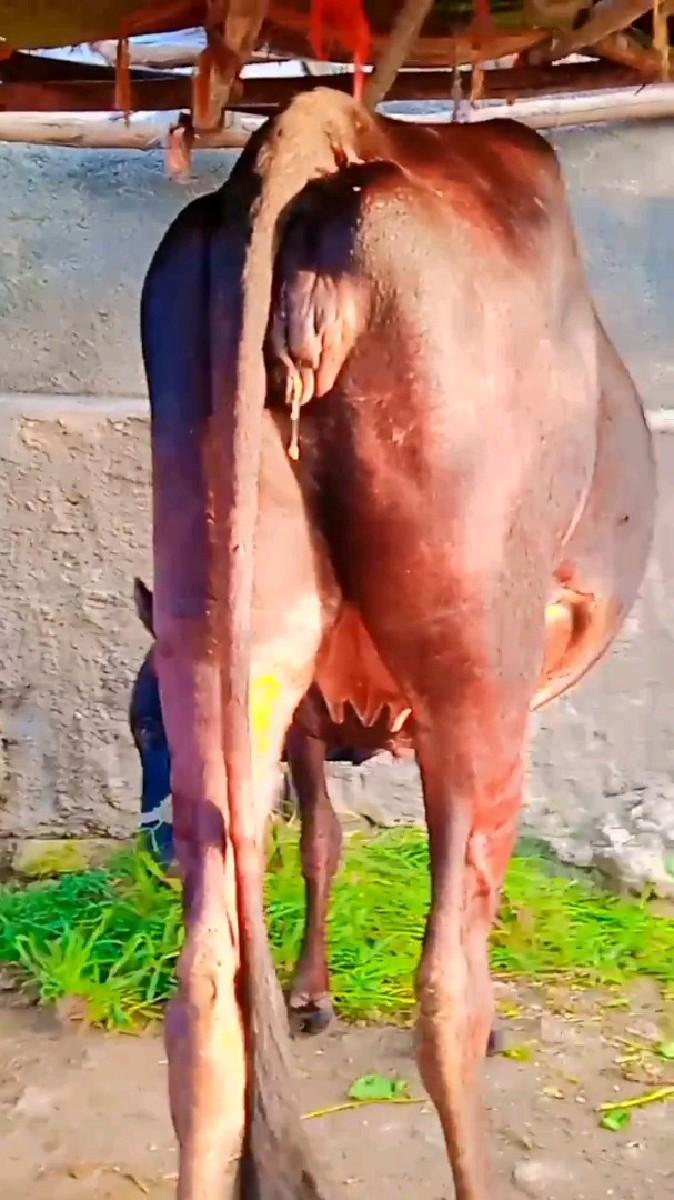 થંબનેલ 2