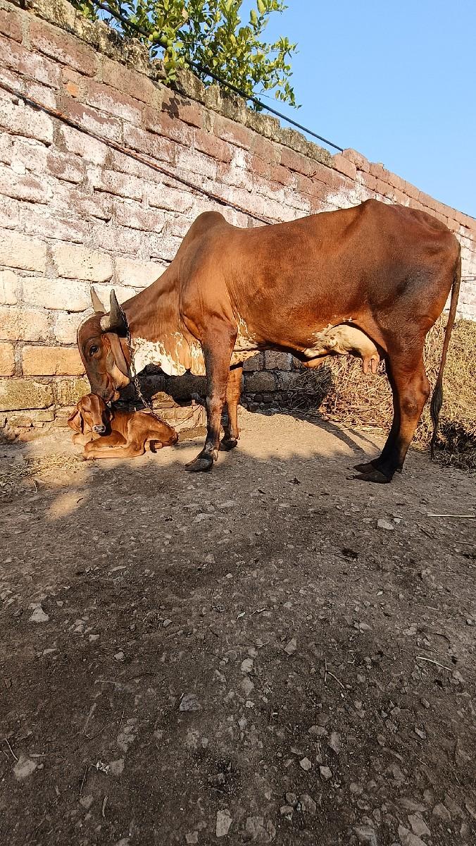 થંબનેલ 3