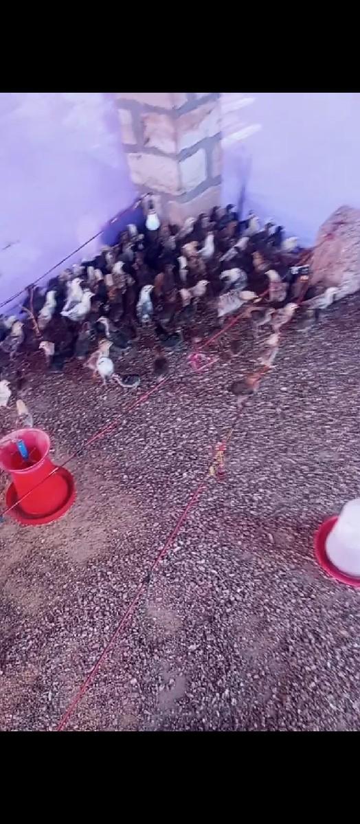 Deva Nache desi baccha