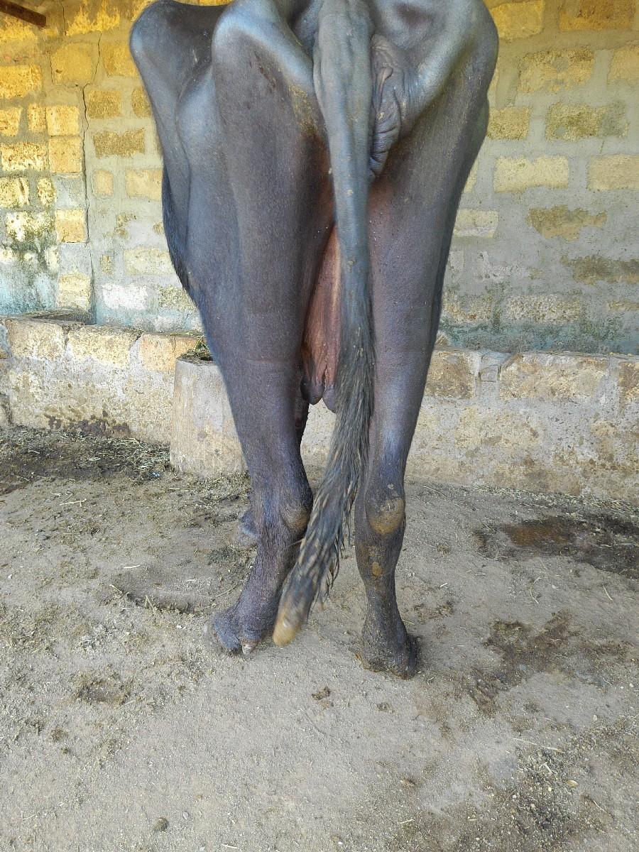 ભેંસ વેચવાની છે