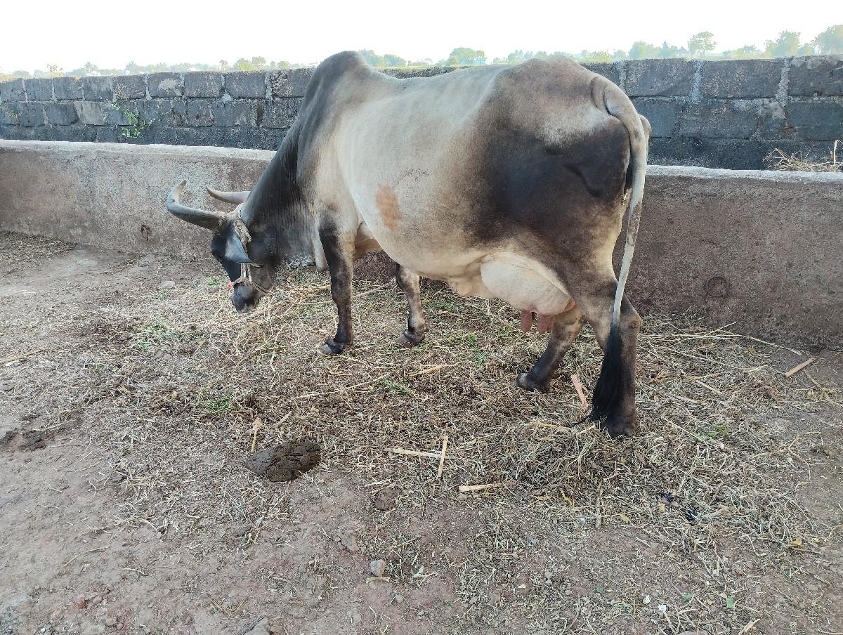 થંબનેલ 2