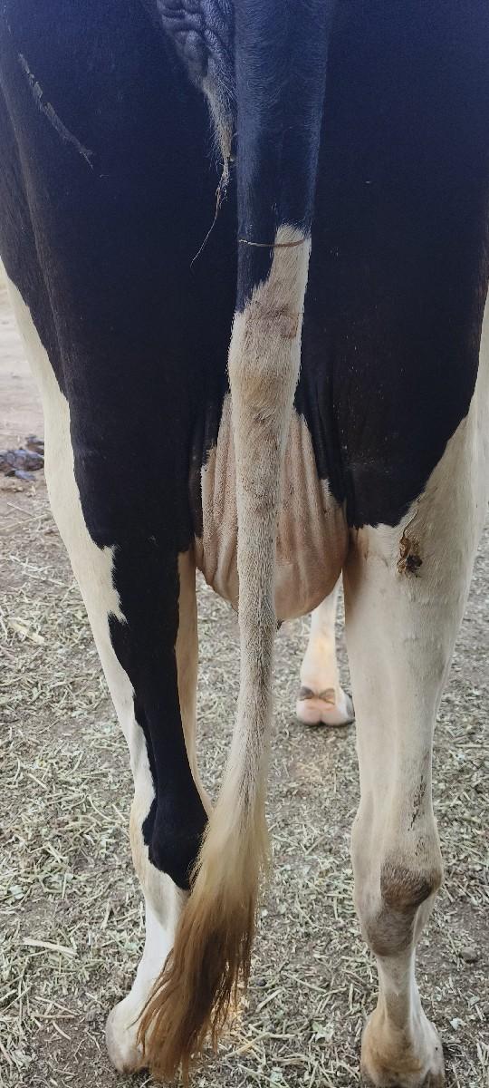 વેશવાની સે