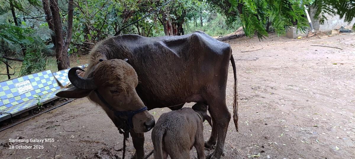 થંબનેલ 3