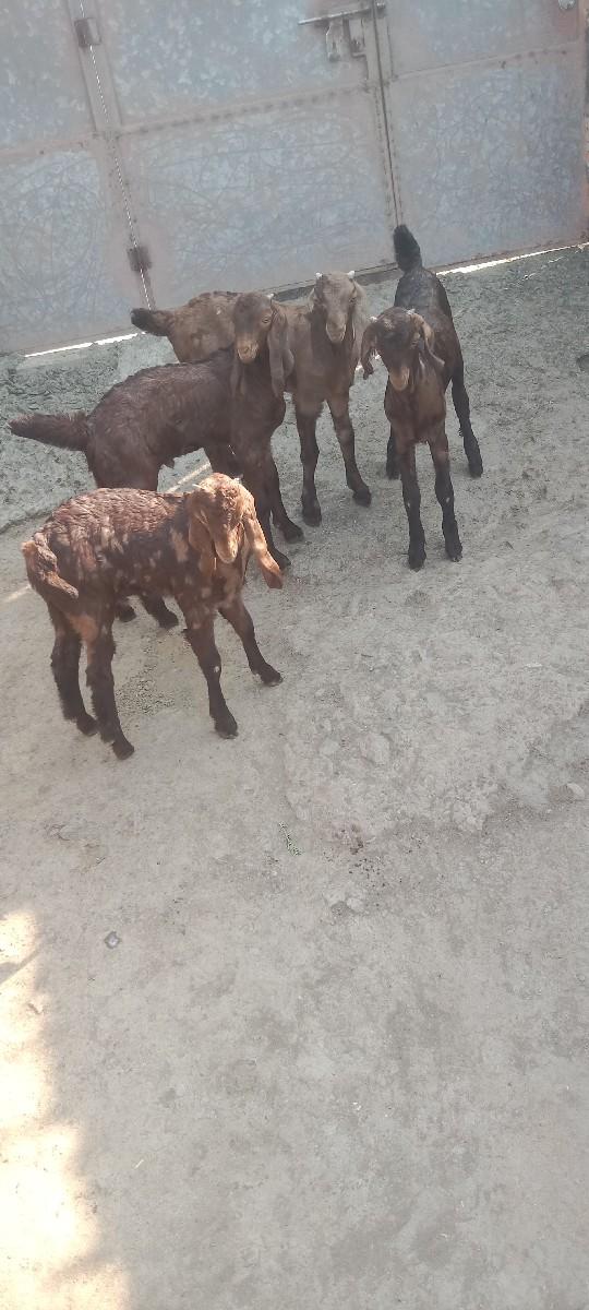 થંબનેલ 2