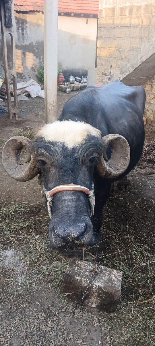 થંબનેલ 2