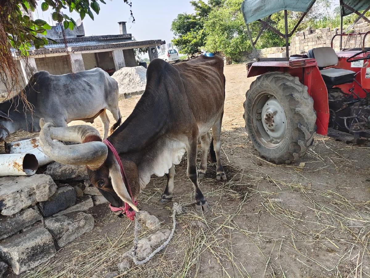 થંબનેલ 3