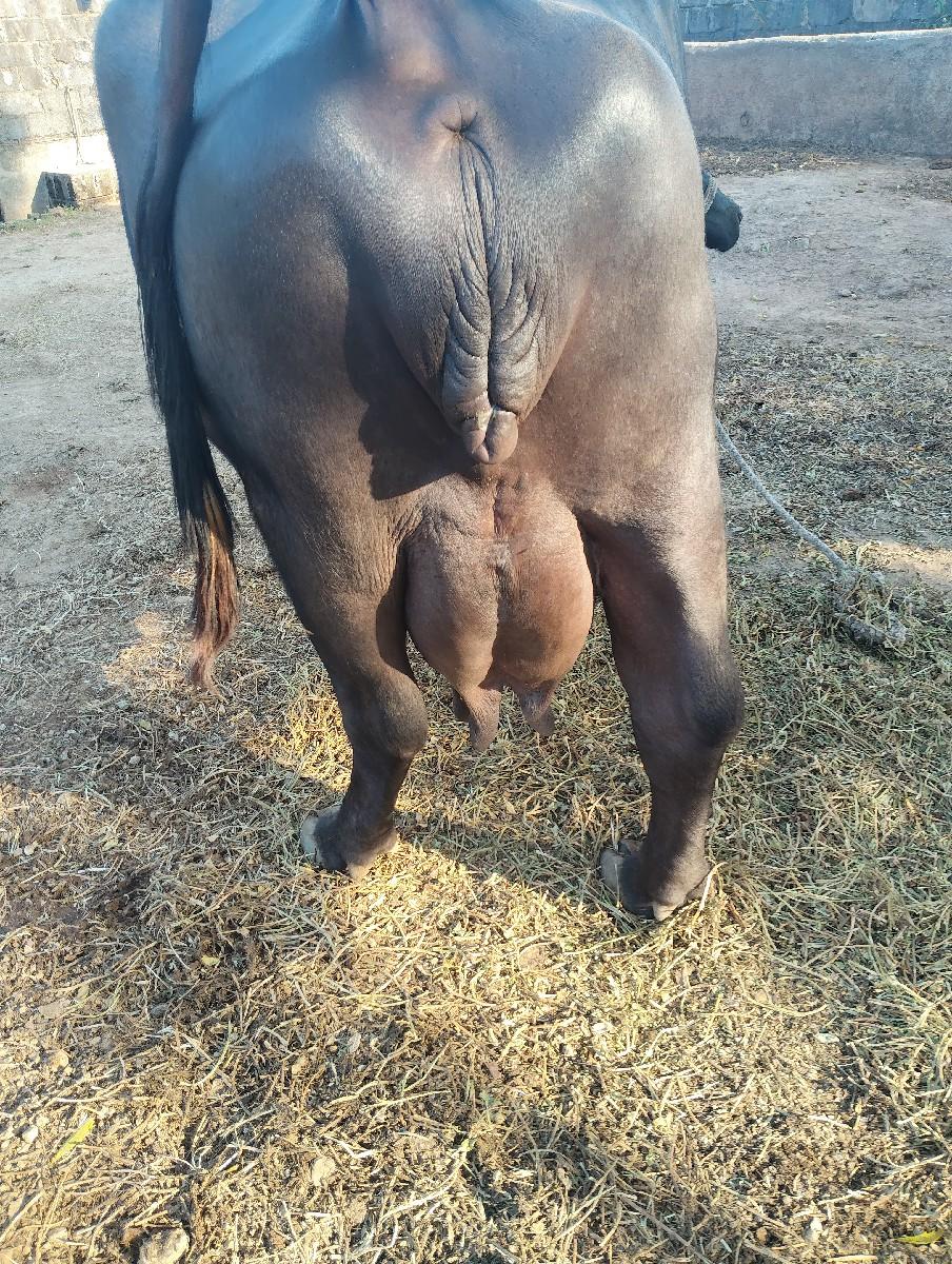 થંબનેલ 2