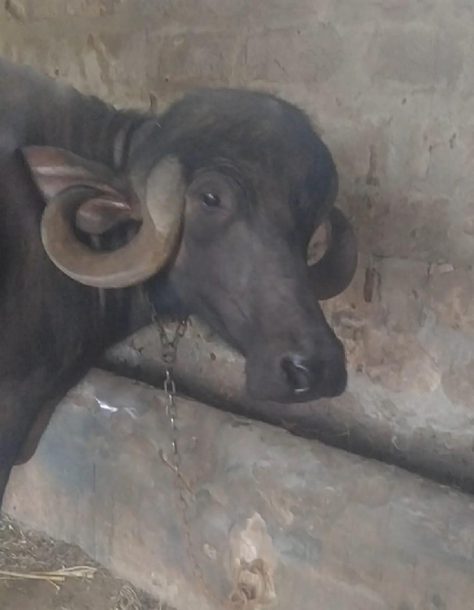 થંબનેલ 3