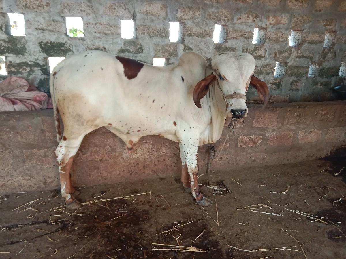 વાસડો વેચવાનો સે. બધી જવાબદારી છે