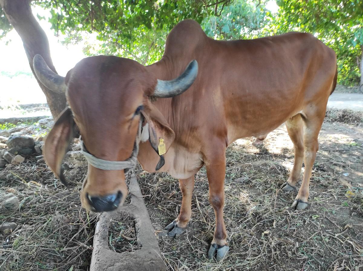 થંબનેલ 3