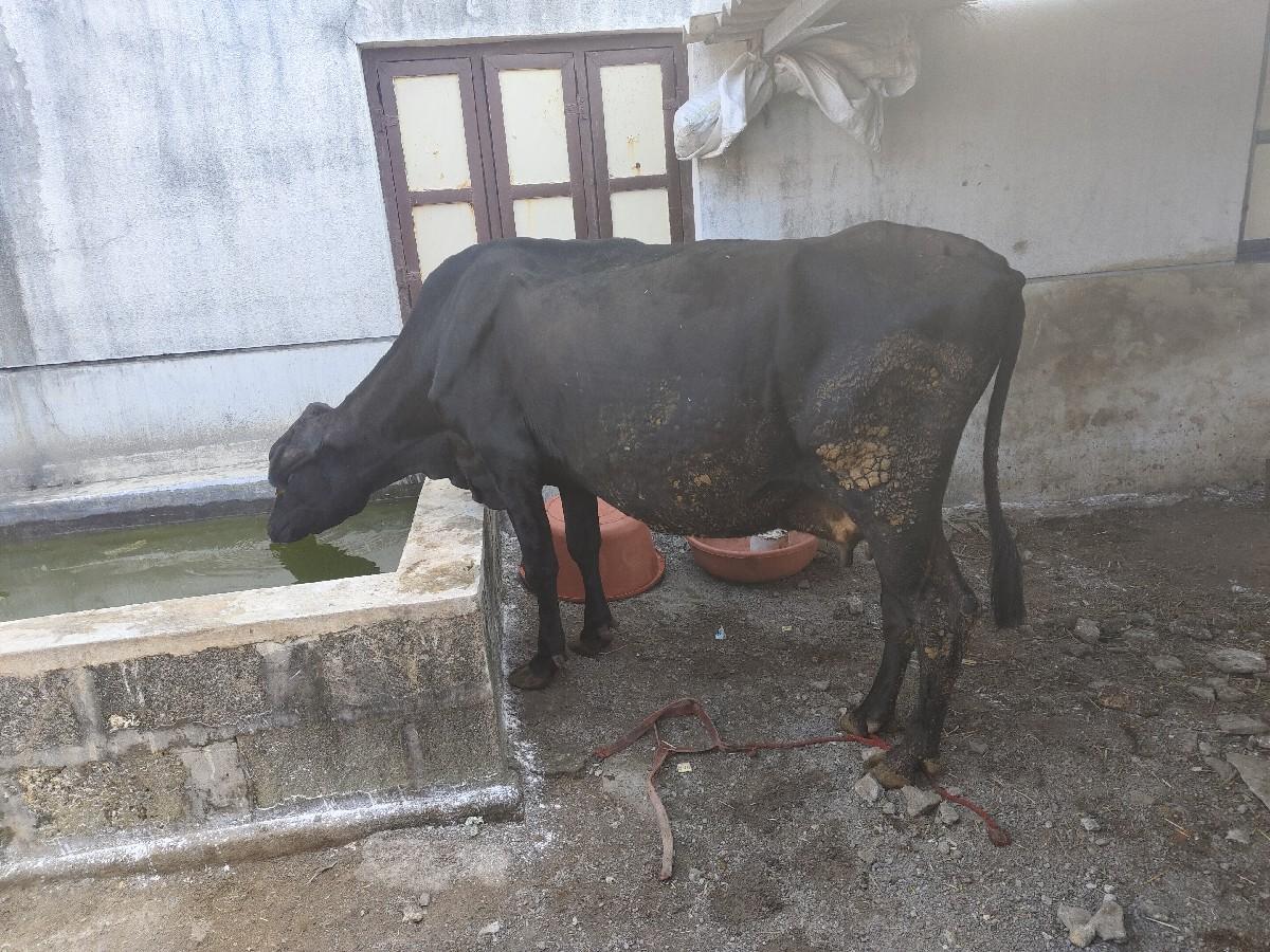 ગાય વે સ વી